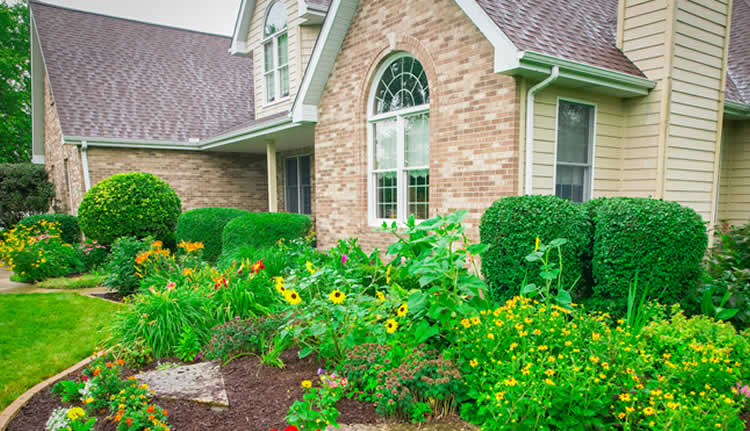 Bush Trimming / Shrub Pruning Services Fresh Cut Lawn Care Professionals