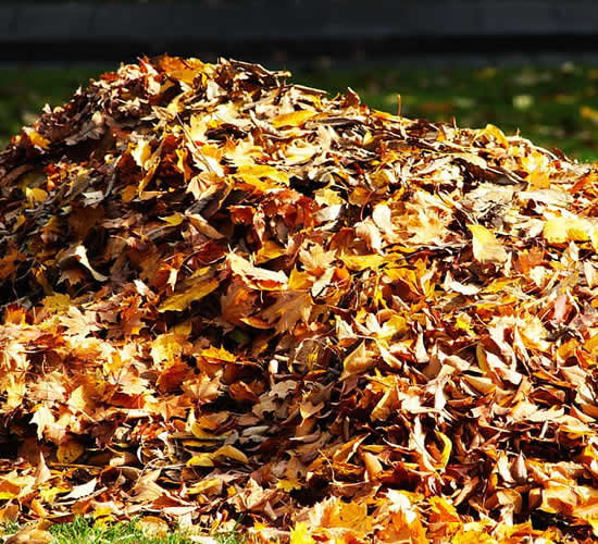 Coal City Fall Cleanup Services Services Fresh Cut Lawn Care Professionals