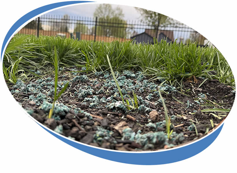 Lawn Repair Services Illinois